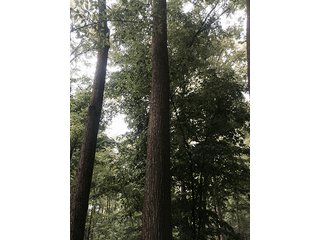 Property photo 18 - LAND AUCTION, 55+/- Acres offered in 2 tracts